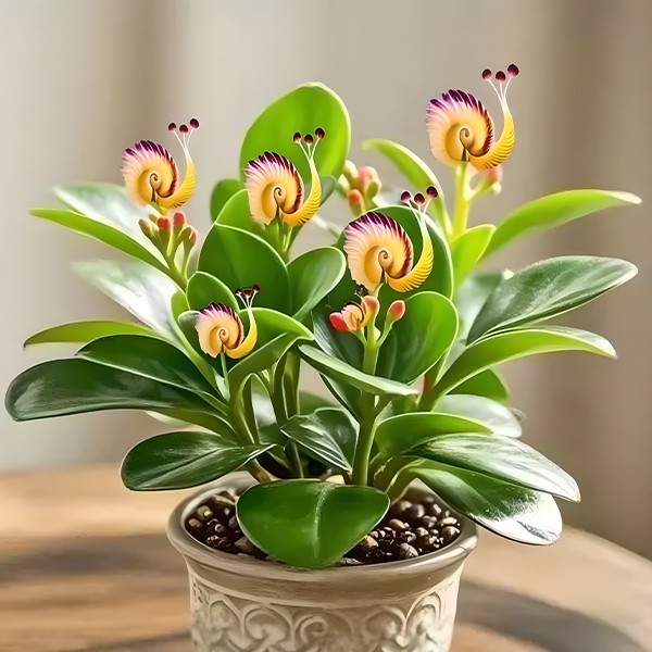  "Fleur Escargot : La Plante Magique qui Transforme Votre Jardin en Conte de Fées ! ✨"