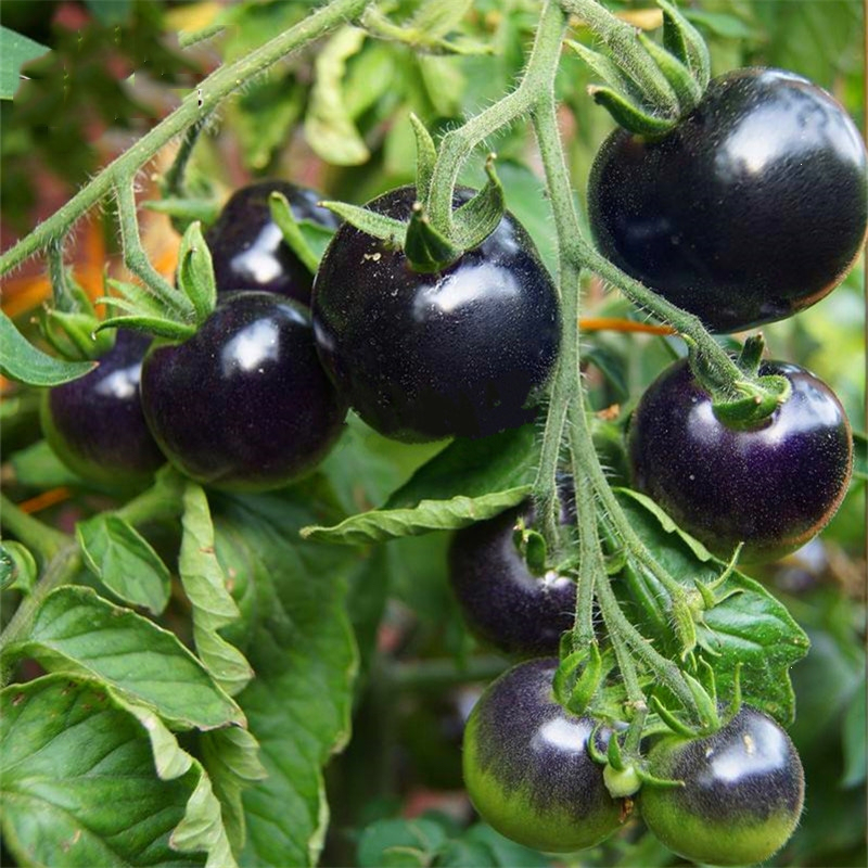 🎁💥Graines de Tomate Cerise "Collation de minuit"