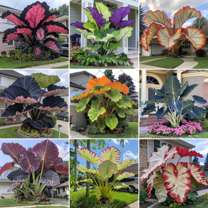 🌿 Cultivez les Giant Caladiums - 🌟La vedette tropicale de votre jardin 