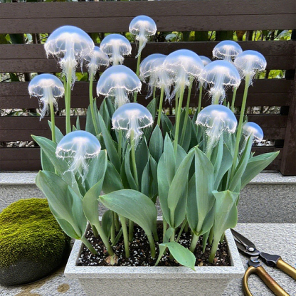 Rare Medusa Orchid – Fragrant Bulbophyllum Medusae with Flowing Tendrils – Easy Exotic Houseplant