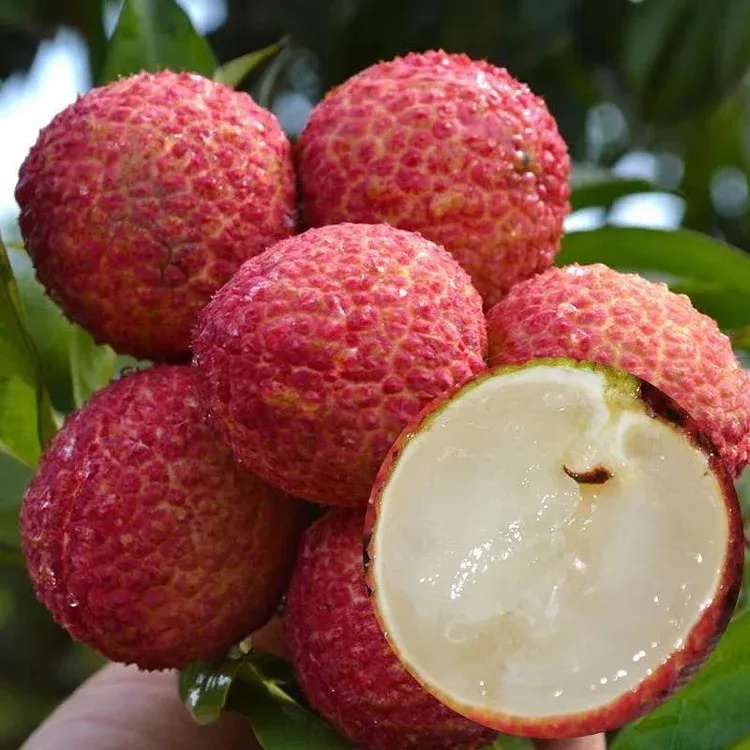 50 % de réduction🌺 Graines de Litchi Géant Sans Noyau 🌺