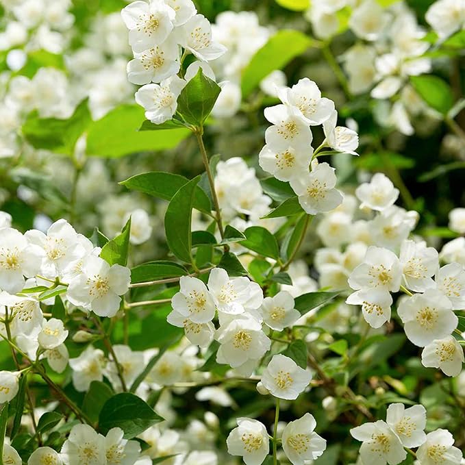 🏆Flash Sale⚡ 50K+ SOLD! Almost Gone-💥🌸 Jasmine Seeds,Best gifts