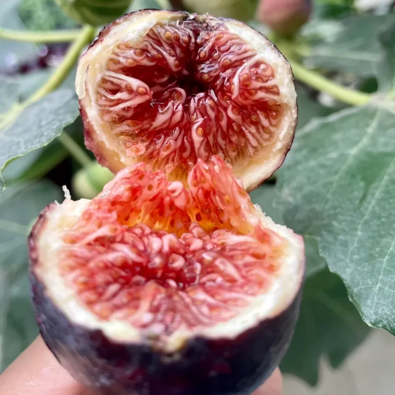 ?Rainbow Figs (BNR Figs) �C Pretty And Delicious