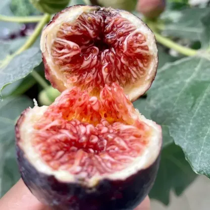 ?Rainbow Figs (BNR Figs) �C Pretty And Delicious