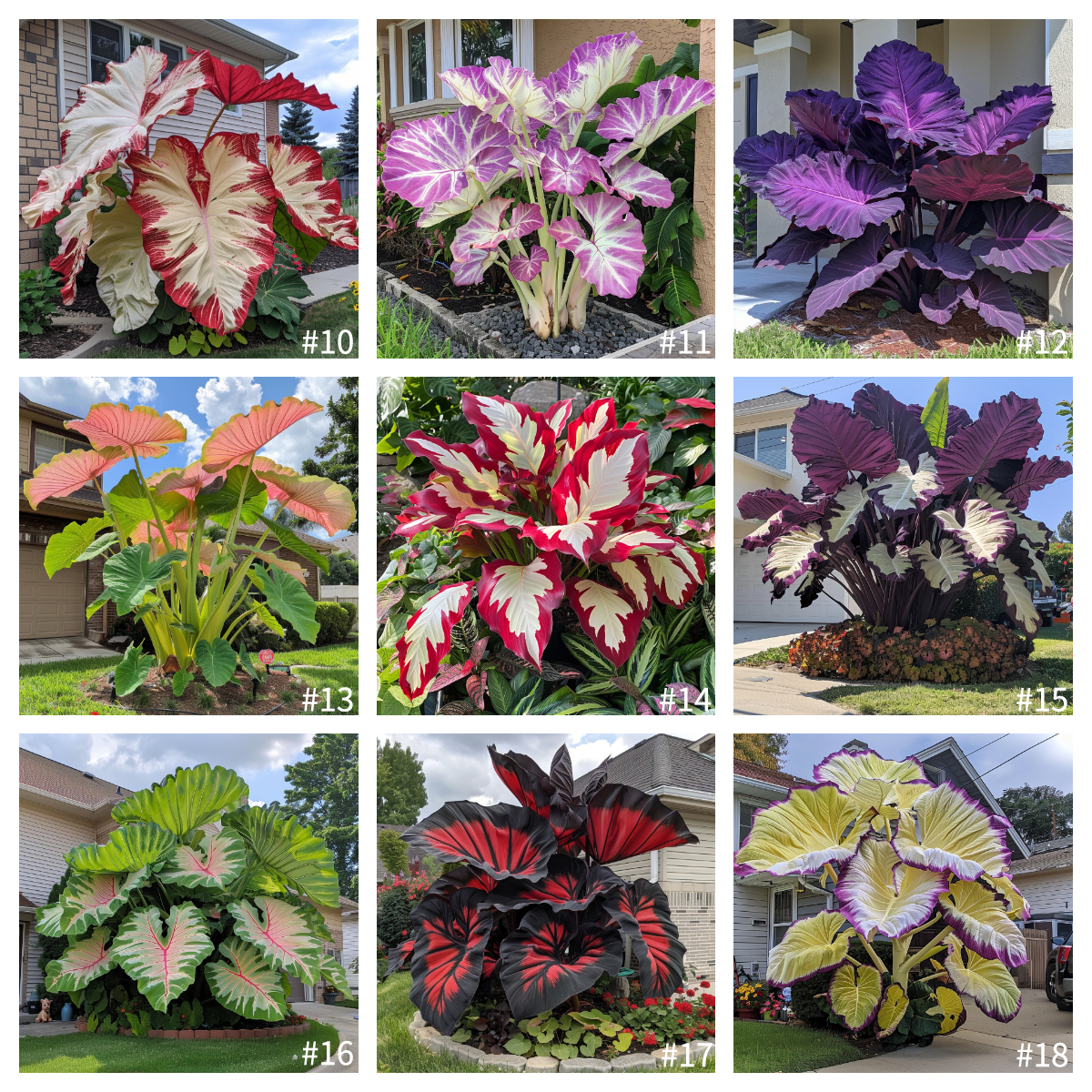 🌿 Cultivez les Giant Caladiums - 🌟La vedette tropicale de votre jardin 
