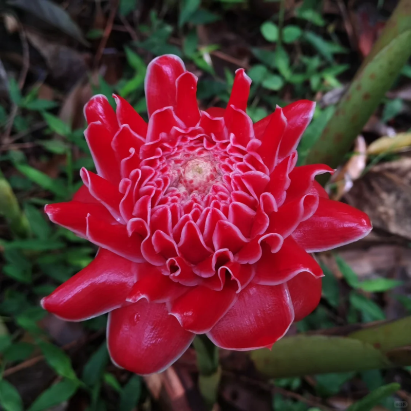 🏡🌹La rosa "que nunca se marchita" - Bulbos de rosa de porcelana 🌟