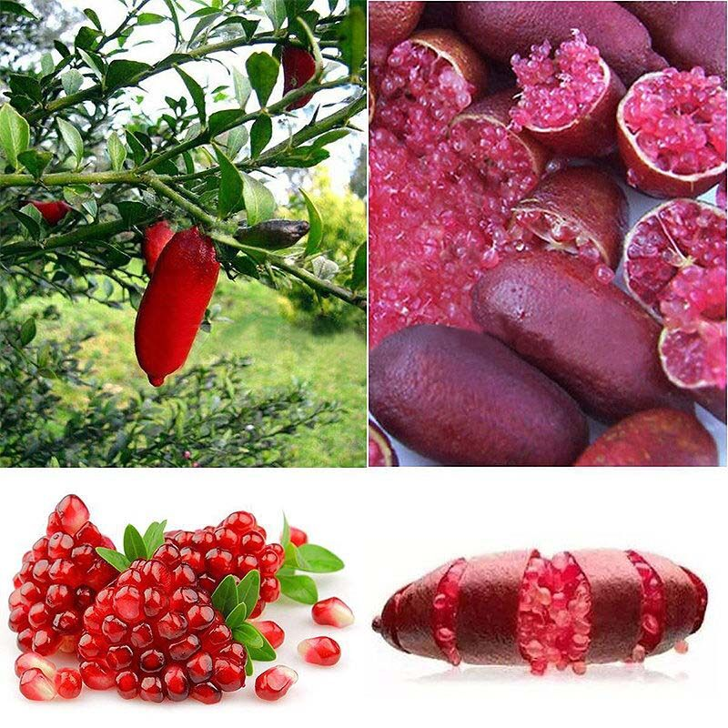 Graines de Finger Lime - Agrume unique et savoureux d'Australie 🌿🍋