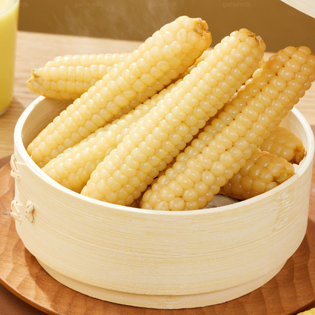 🌽🌿Mini graines de maïs pouce🌽