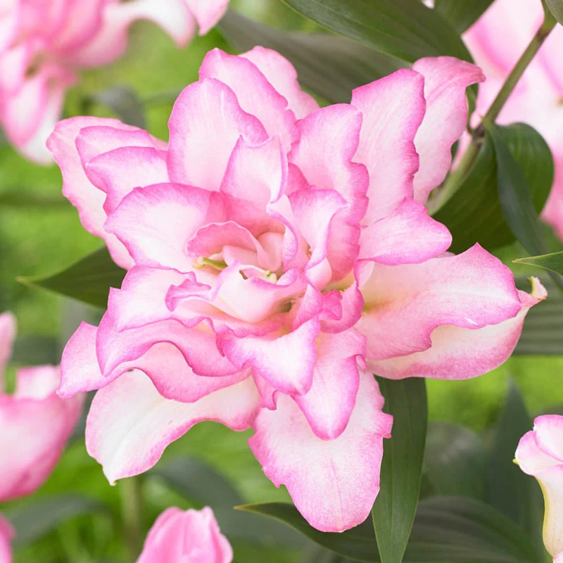 🔥 Entretien facile 🎁 Bulbes de lys roses