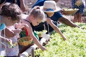 Graines de Fraises "Crème" - Des Fruits Doux et Onctueux à Cultiver 