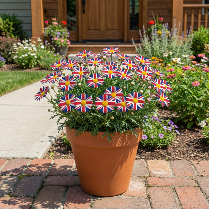 🌸 Turn your garden into a living flag