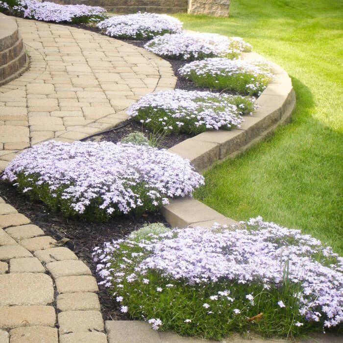 🌱Excellent Ground Cover✨Creeping Phlox Seeds