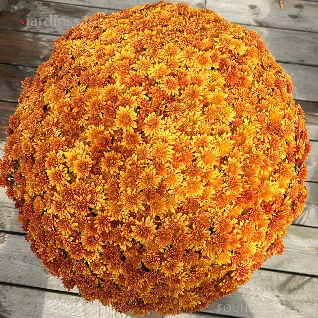 🔥30% de Réduction🌼Graines de Chrysanthème bonbon