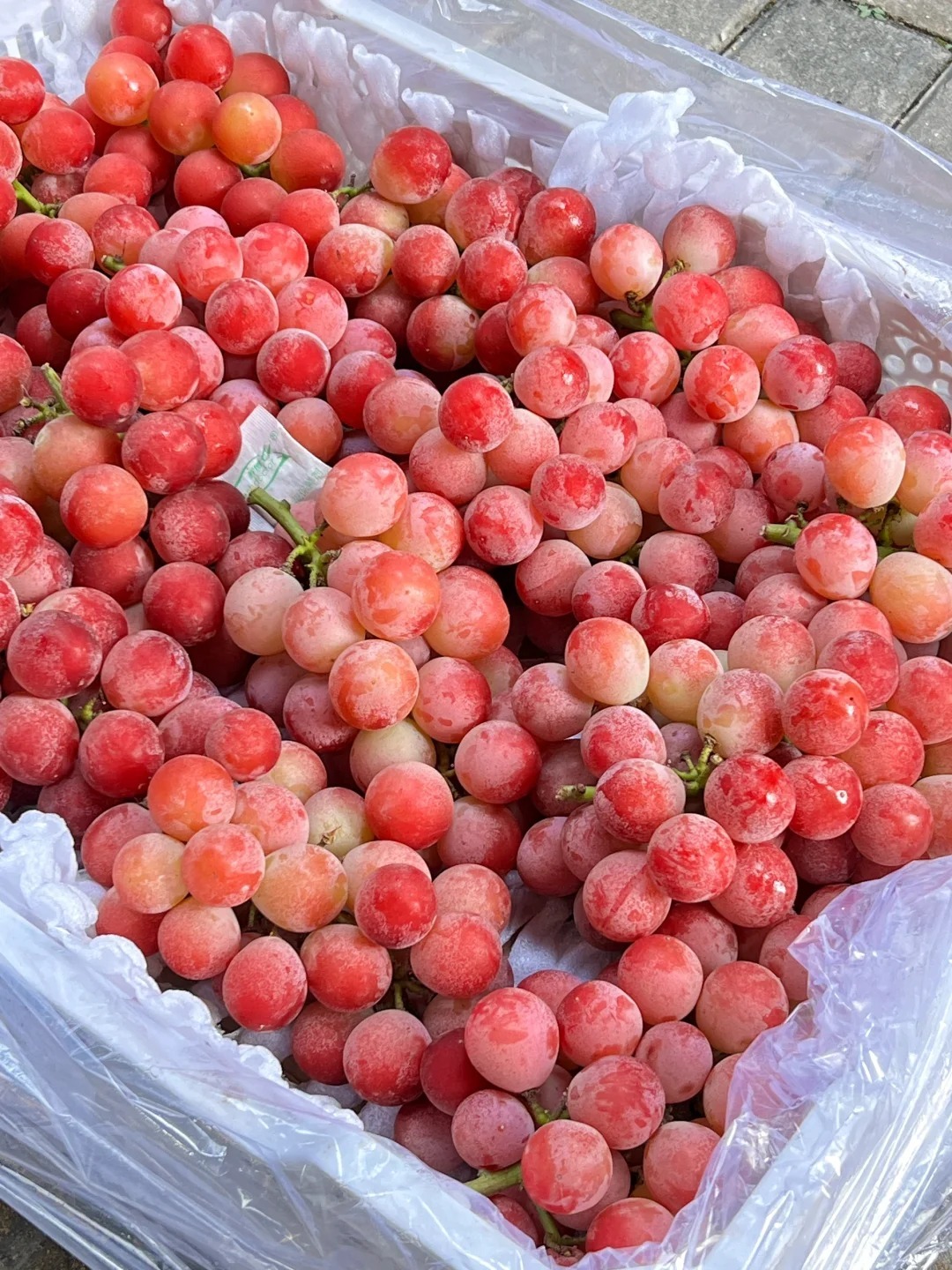 🍇Graines de Raisin Reine Nina