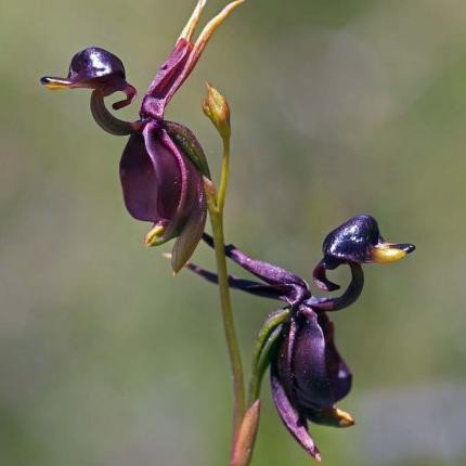 Orchidée Canard Volant - Graine de fleur rare