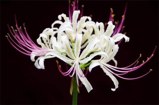 🌈Spider Lily Bulbs-Multicolor🌈