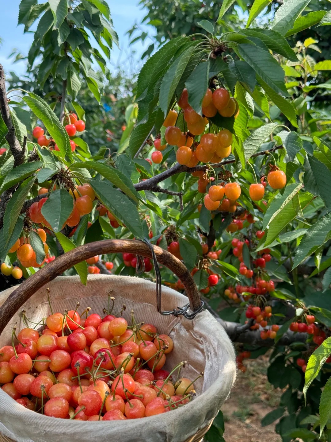 🍒 Graines de Cerisier Jaune Juteuses à Chair Éclatante