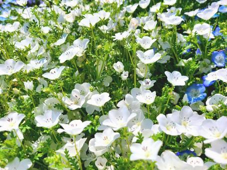 Graines de Baby Blue Eyes