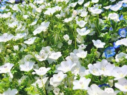 Graines de Baby Blue Eyes