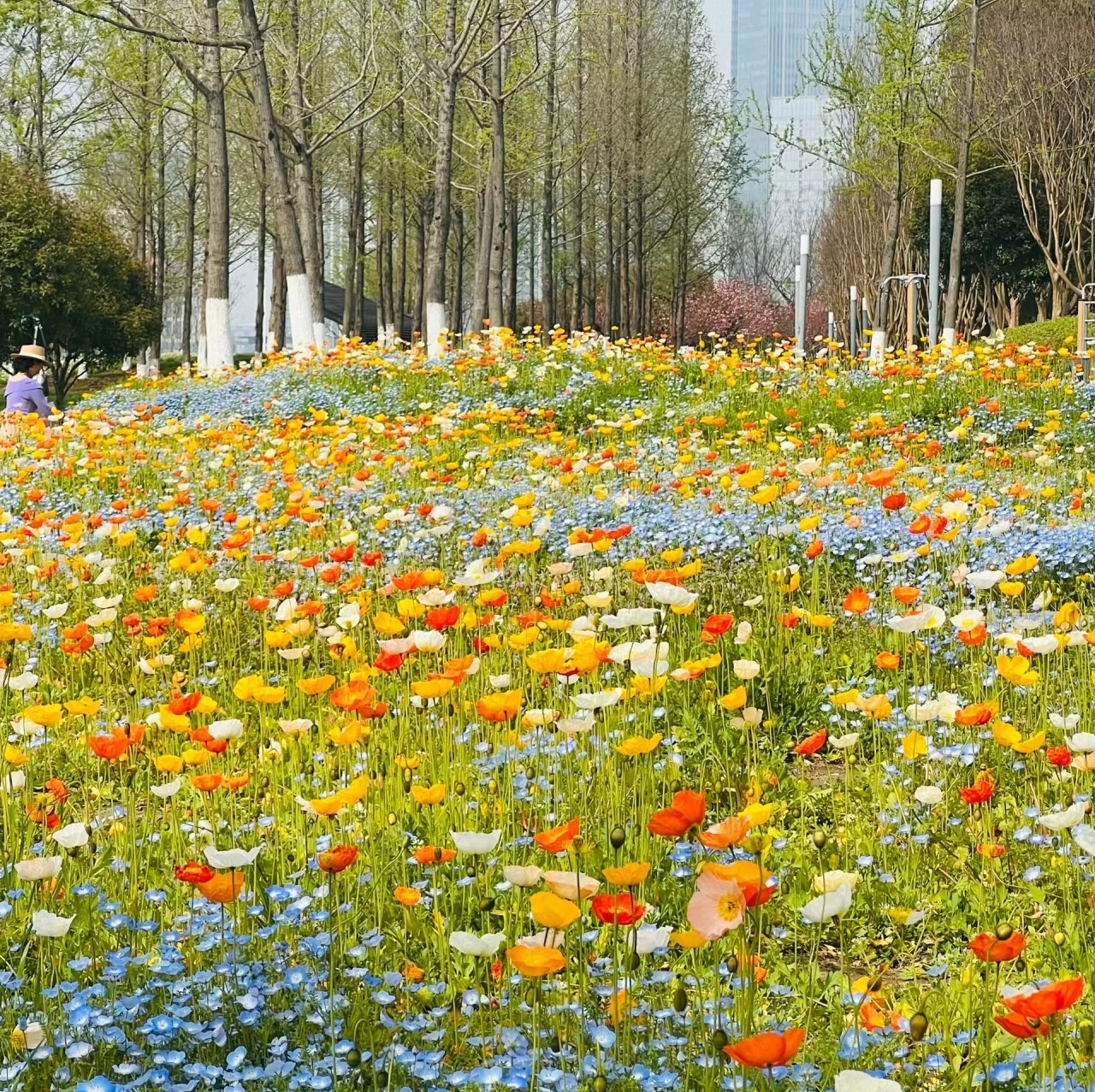 50% de Réduction 🎁⏰🔥Graines de fleurs vivaces mélangées - Plus de 60 variétés mélangées