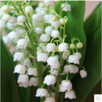 🎁⏰50% de Réduction 🔥Lys multicolore