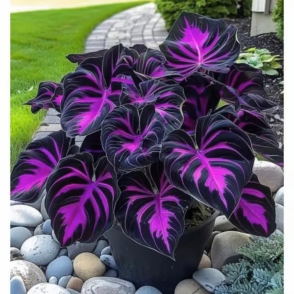 🔥Dernier jour de liquidation🔥Graines d'hostas rares et de qualité supérieure🌿Plante tolérante à l'ombre