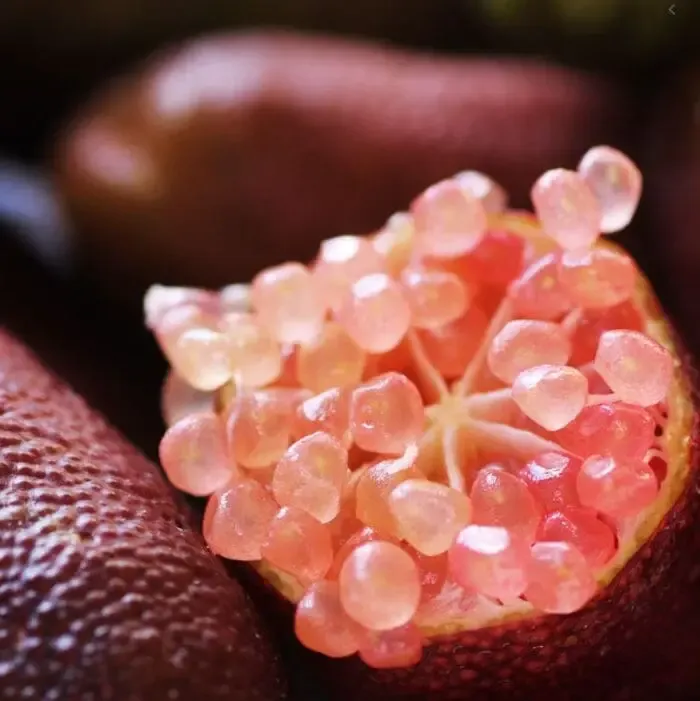 Graines de citron caviar - Citrus Australasica