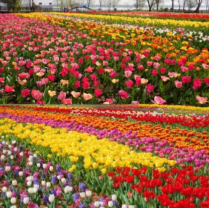 50% de Réduction 🎁⏰🔥Graines de fleurs vivaces mélangées - Plus de 60 variétés mélangées