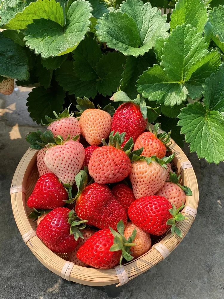 Graines de Fraises "Crème" - Des Fruits Doux et Onctueux à Cultiver 