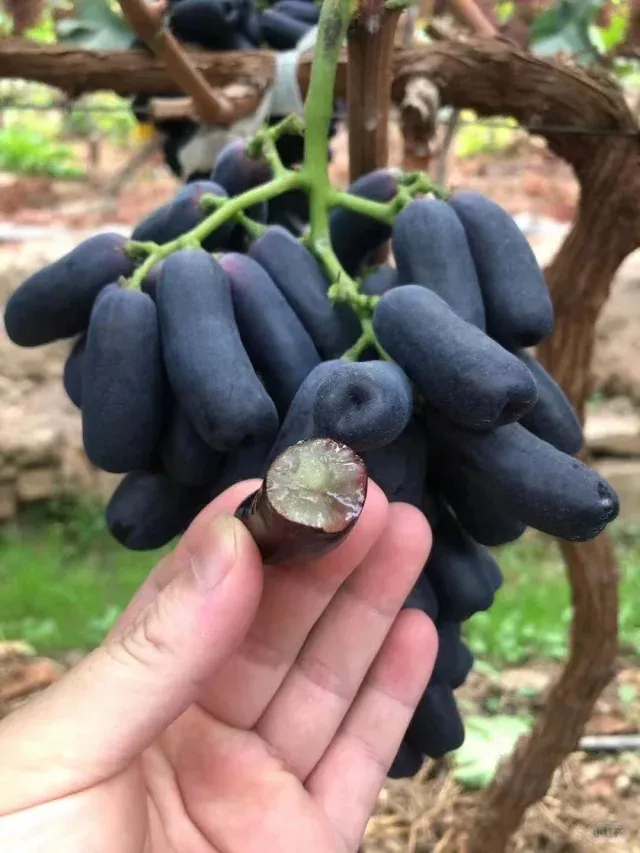 Raisin de pouce 🍇✨