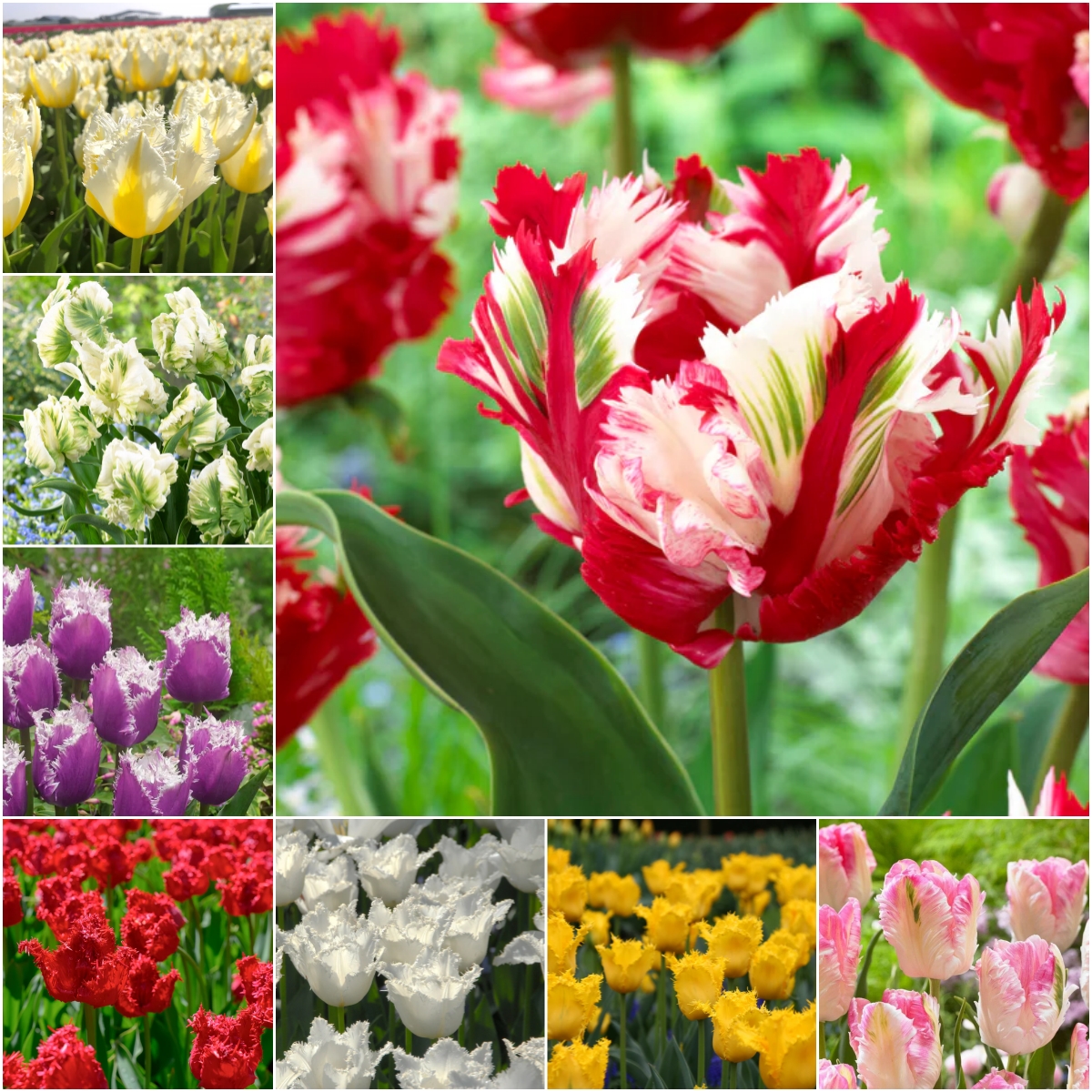 🌷🌟Bulbes de tulipes perroquets doubles🌷🌷