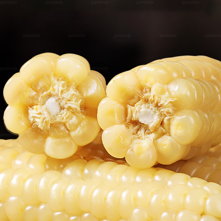 🌽🌿Mini graines de maïs pouce🌽