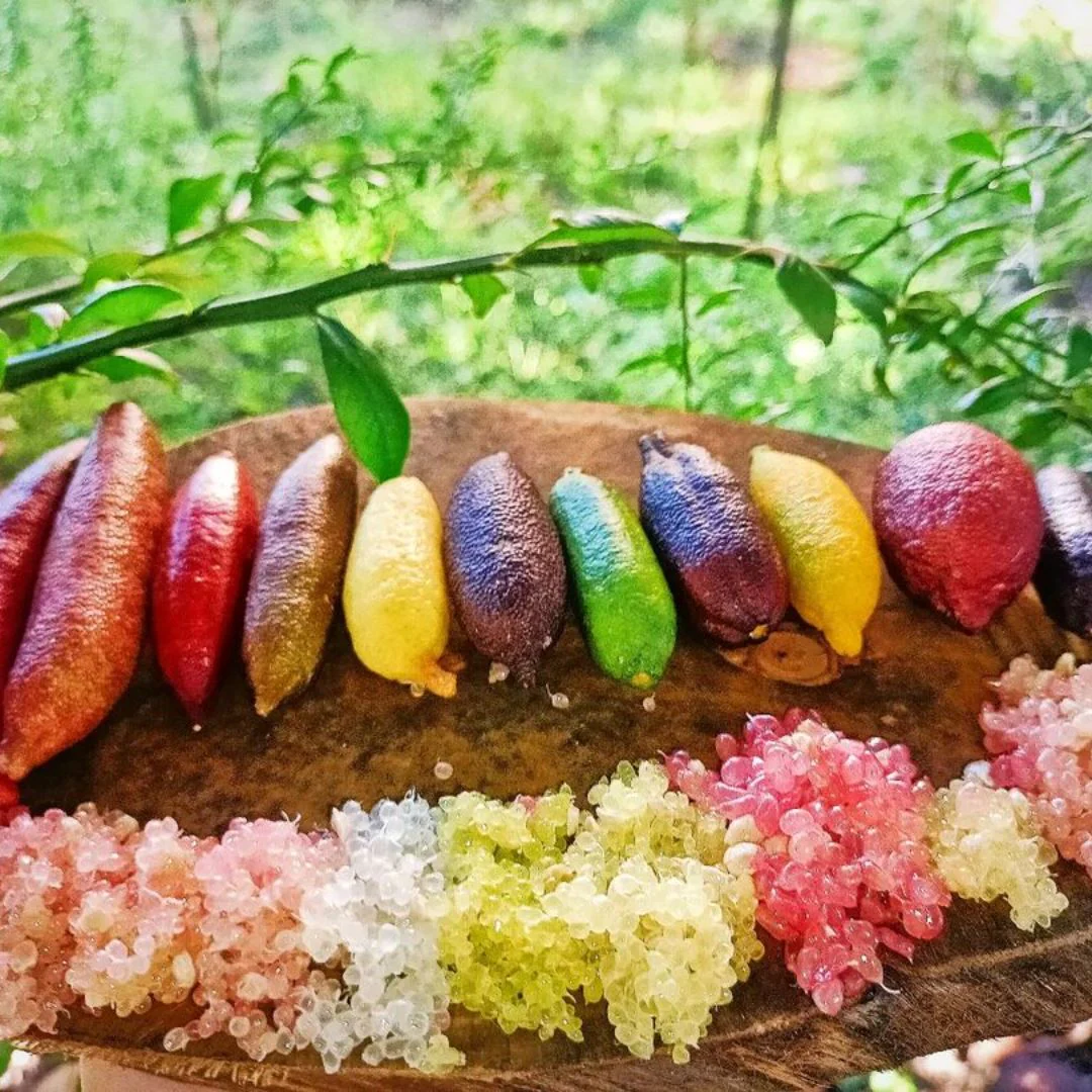 Graines de Finger Lime - Agrume unique et savoureux d'Australie 🌿🍋