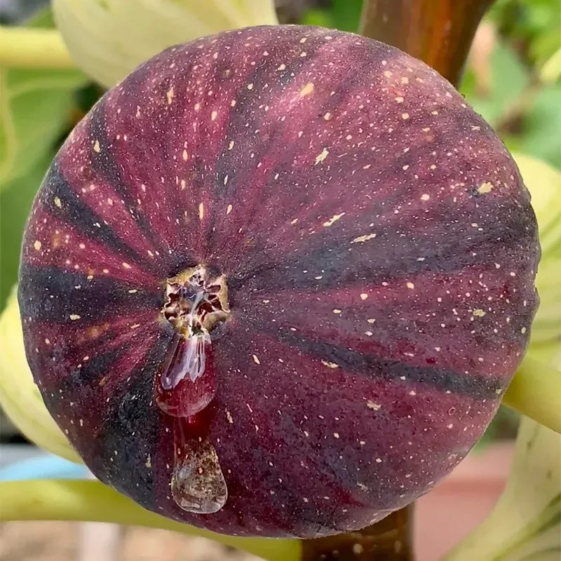?Rainbow Figs (BNR Figs) �C Pretty And Delicious