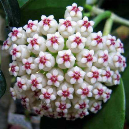 Mélange de Graines de fleur de Hoya Carnosa