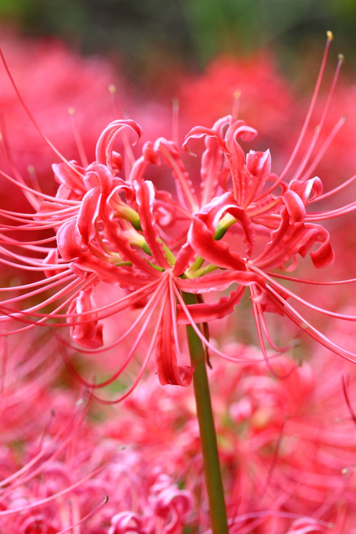 Lycoris Radiata : L'Explosion Écarlate Mystérieuse 
