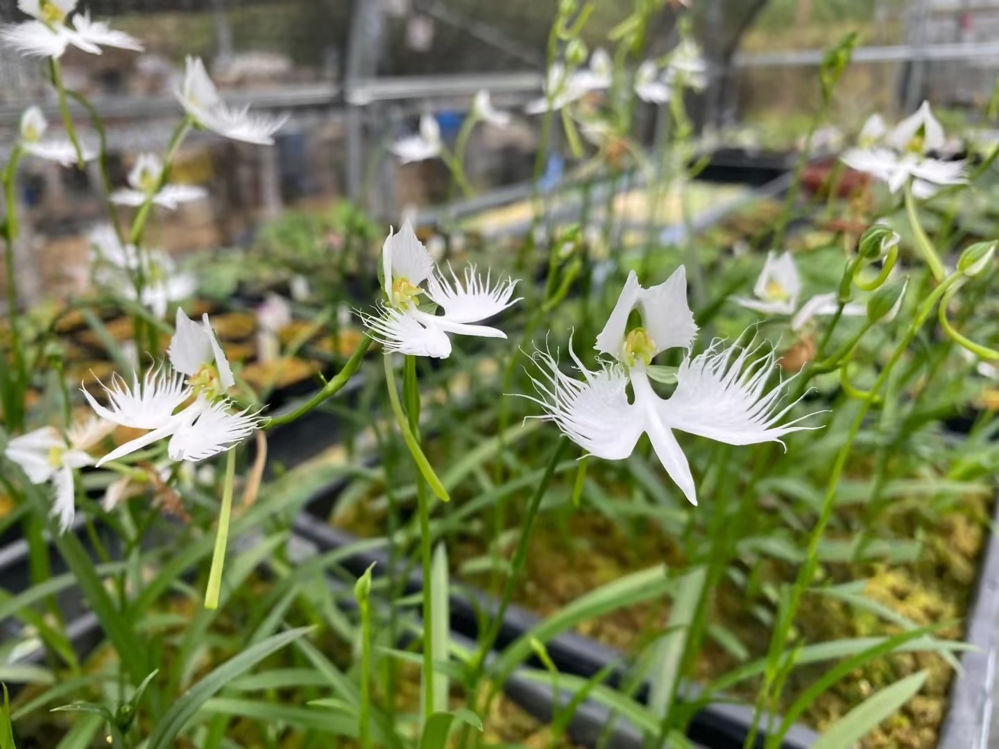 🔥 50% de Réduction 🎁🌈Graines d'orchidées mystérieuses