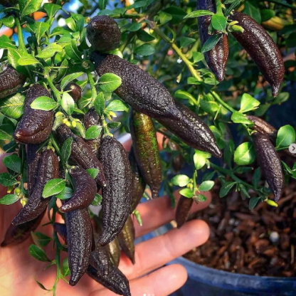 Graines de Finger Lime - Agrume unique et savoureux d'Australie 🌿🍋