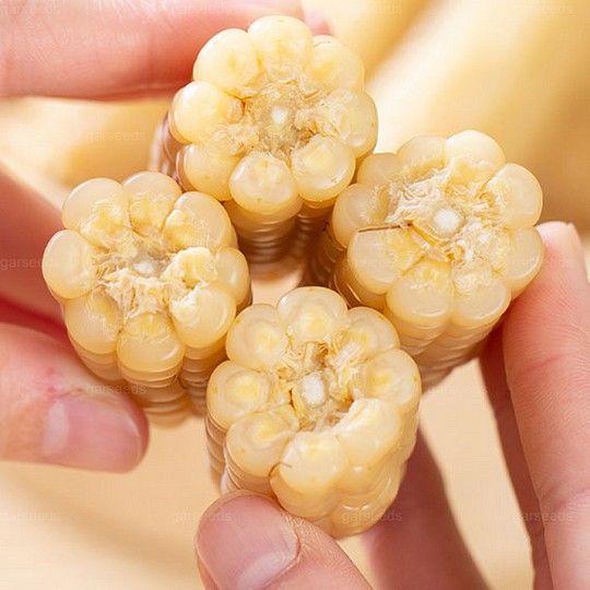 🌽🌿Mini graines de maïs pouce🌽