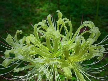 🌈Spider Lily Bulbs-Multicolor🌈