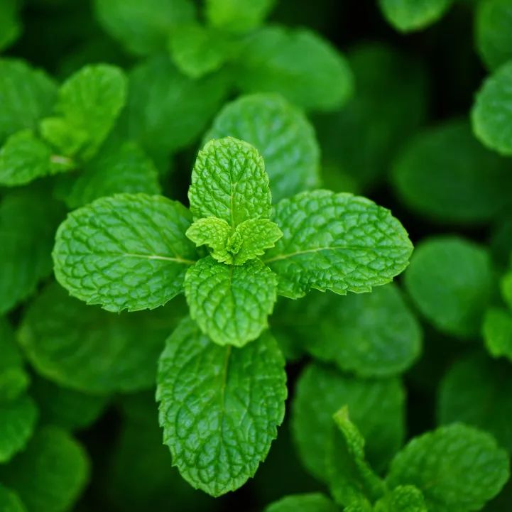 Graines de Menthe Poivrée