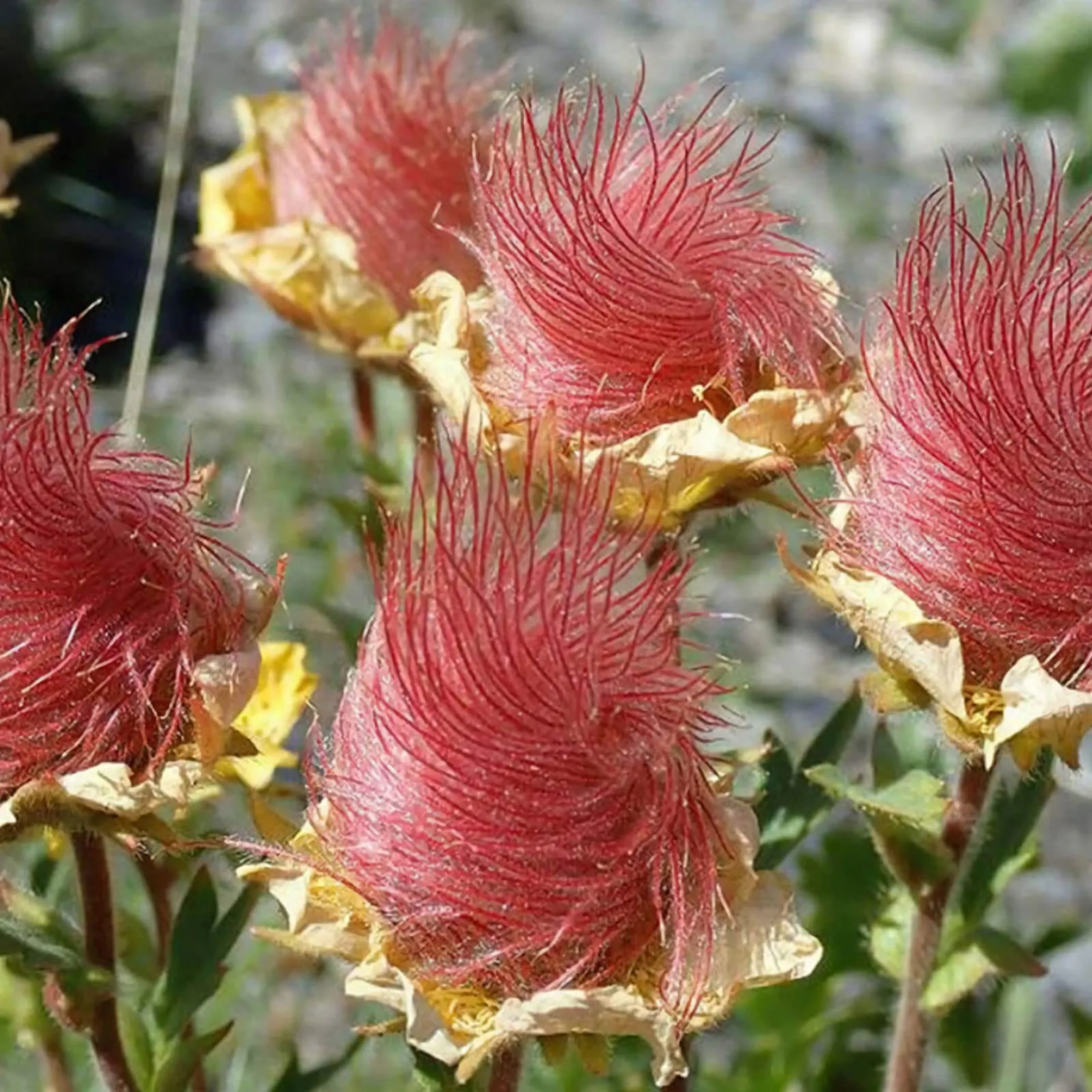 Prairie Smoke (Geum triflorum)