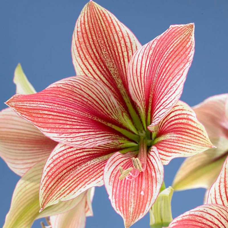 ✨ Éclosion Royale - Bulbes d'Amaryllis Magiques 🌷