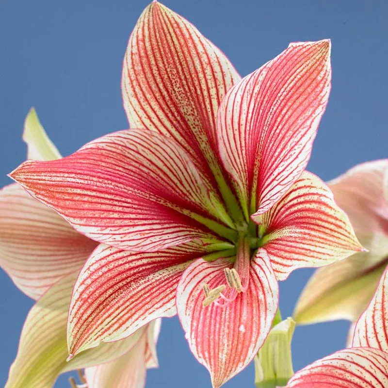 ✨ Éclosion Royale - Bulbes d'Amaryllis Magiques 🌷