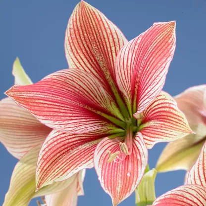 ✨ Éclosion Royale - Bulbes d'Amaryllis Magiques 🌷