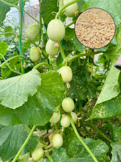 🌱Graines de concombre🌿✨