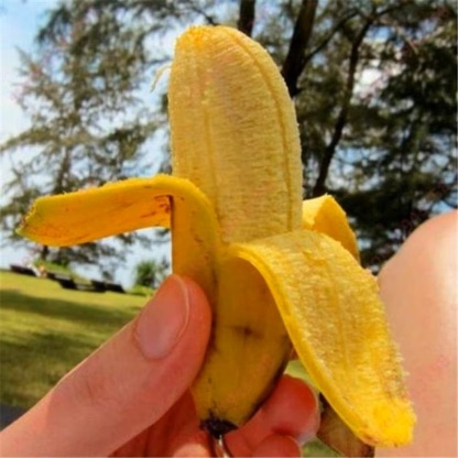 Graine de banane naine Cavendish