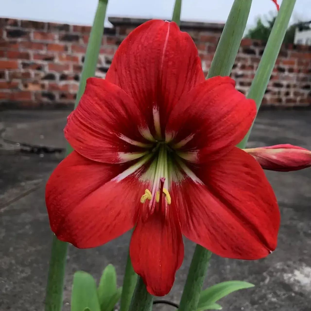 Flame Red Narcissus Bulbs