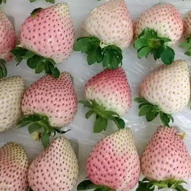 🍓Cream Giant Strawberry Seeds -- Various shapes & Natural juices🥤
