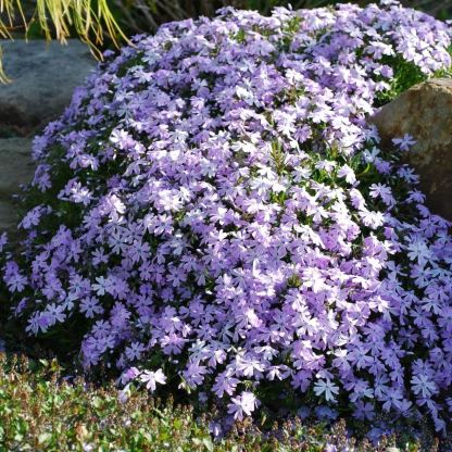 🌱Excellent Ground Cover✨Creeping Phlox Seeds
